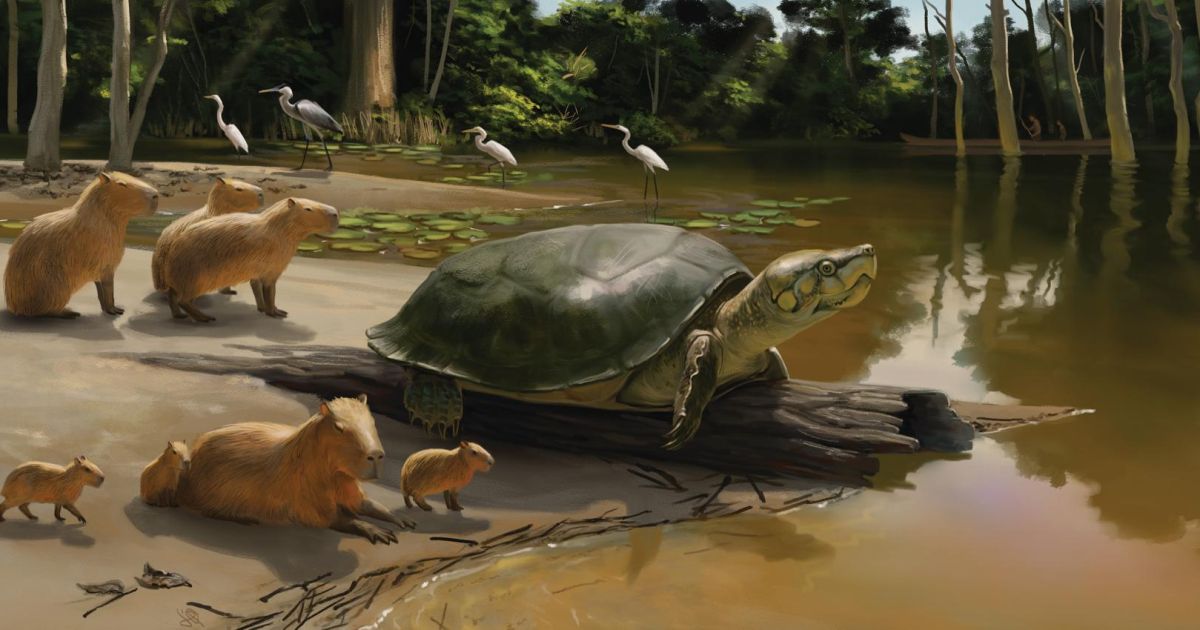 Giant turtle from the late Pleistocene discovered by Tübingen ...